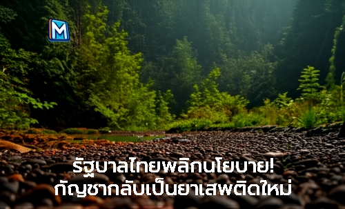 รัฐบาลไทยพลิกนโยบาย! กัญชากลับเป็นยาเสพติดใหม่