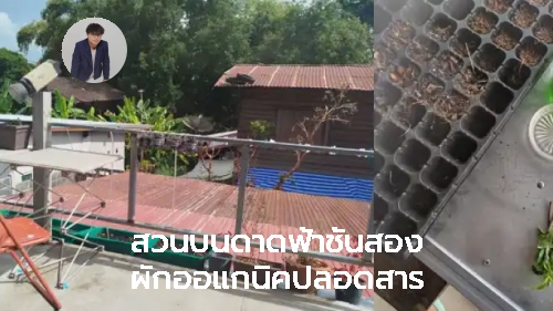 Thumbnail ของ สวนบนดาดฟ้าช้ันสอง ผักออแกนิคปลอดสาร