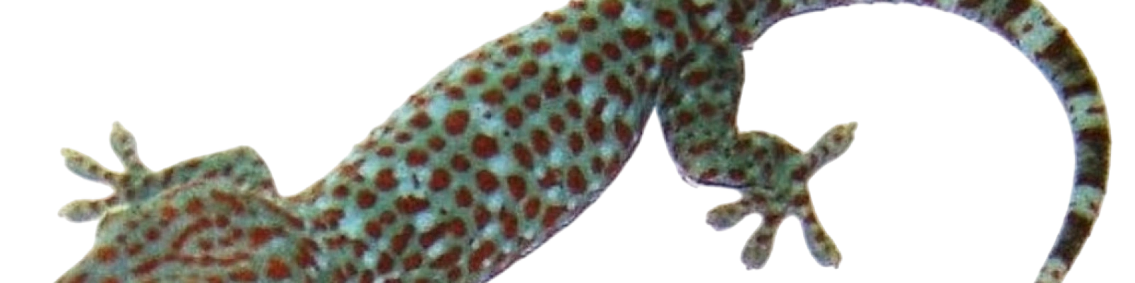 Cover Image for 