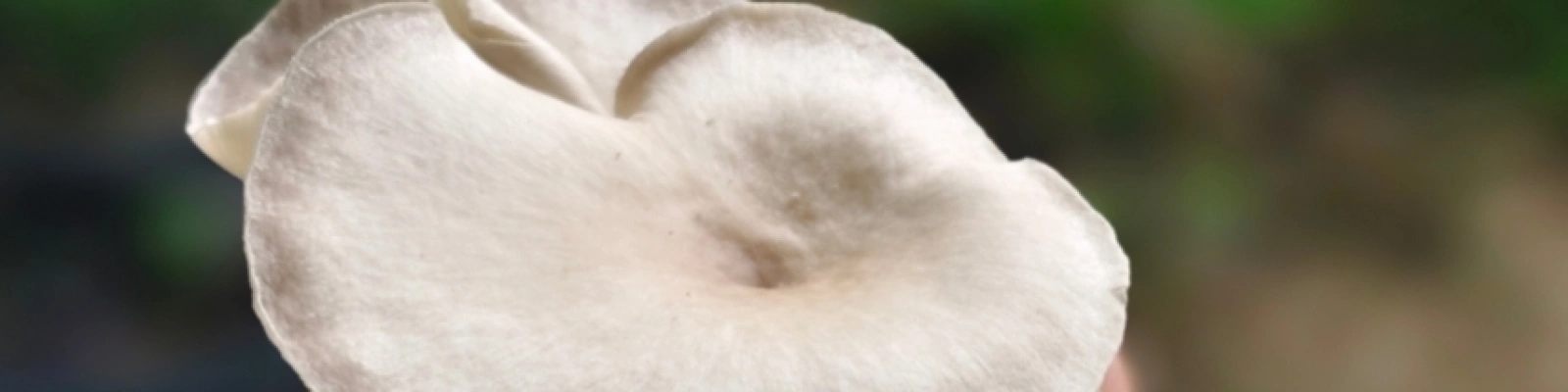 Cover Image for W1488